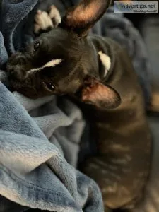 Frenchton puppy