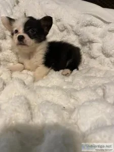 Corgi pups
