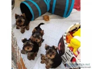 Adorable Yorkie Puppies