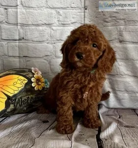 Ruby Mini Goldendoodle