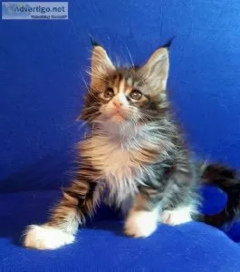 Awesome MAINE COON kitten availabl for sale