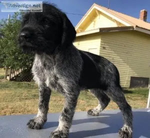 German Wirehaired Pointer pups