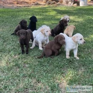 Lovely Labrador Retriever  puppies