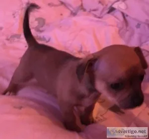 Very sweet teacup boy chihuahua