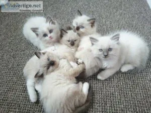 sweet Ragdoll Kittens