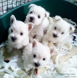 West Highland Terrier Puppies