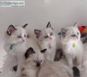 Beautiful Ragdoll Kittens Ready