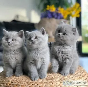 Male and female British Short Hair Kittens