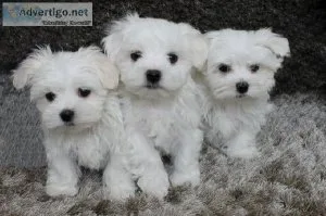 Maltese Puppies Available