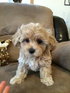 Teddybear face Toy poodle