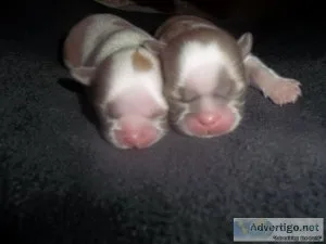 Shih Tzu Puppies