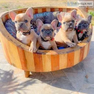 Lovely French Bulldog puppies