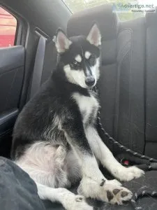 Siberian Husky needs a good loving home 9months male