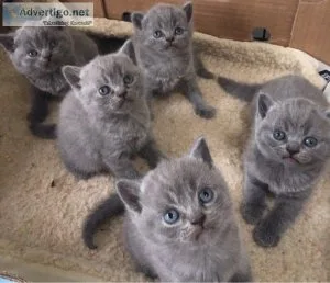 beautiful British short hair  kittens
