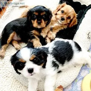 Cavalier King Charles Spaniel Puppies