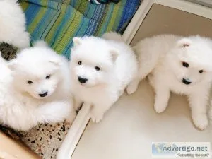 Samoyed Puppies ready for new homes