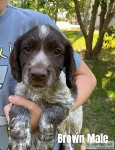 English Cocker Spaniel Puppies for sale
