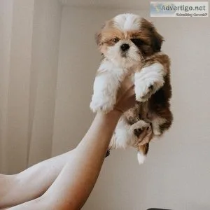 Shih Tzu Puppies Available Now