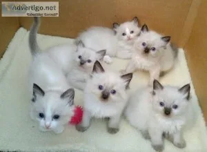 New Litter of Ragdoll Kittens Ready