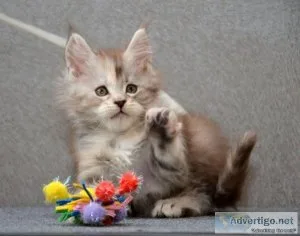 Beautiful baby Maine Coon Kitten available for sale