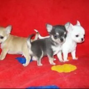 stunning chihuahua puppies