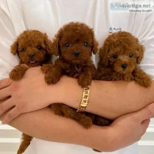 Toy Poodle Puppies Readyy