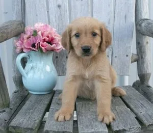 Golden retriever puppies