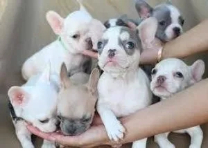 Adorable French Bulldog puppies