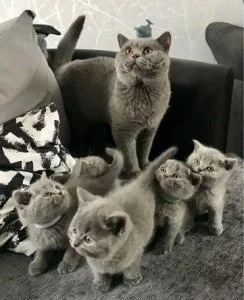 Stunning british shorthair Kittens