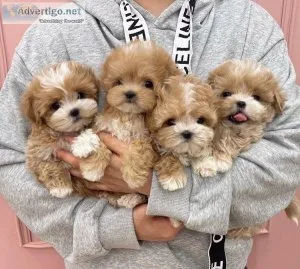 Lovely Maltipoo Puppies for a Loving Home
