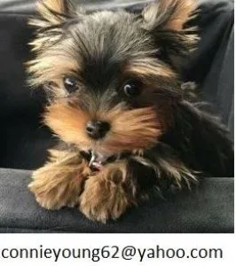 MF female yorkie puppies
