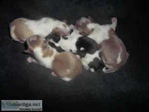 Shih Tzu Puppies   Lavender