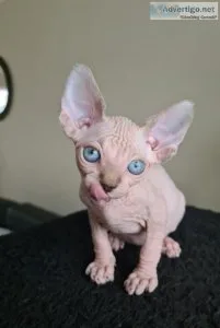 Blooded bambino sphynx all up to date on vaccinations