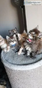Maine coon kittens.