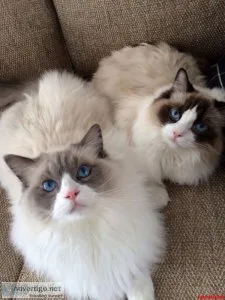 ragdoll kitten
