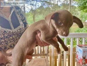 ChihuahuaWeenie