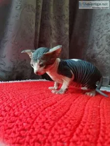 Young Spyhnx kitten available now for sale