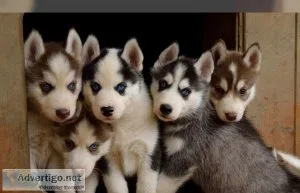 Quality Male and Female siberian Husky Puppies