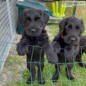 Cute Giant Schnauzer puppies