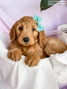 F1 Standard Goldendoodle puppies ready