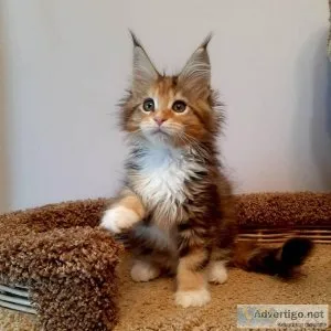 READY NOW Pedigree chunky Naine Coon Kitten for sale