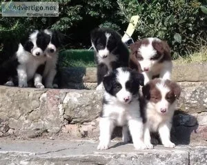 Male and Female Border Collie puppies