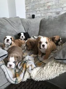 Precious English Bulldog puppies