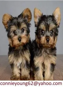 DrSAwe yorkie puppies available
