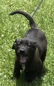 Very sweet male and female labs