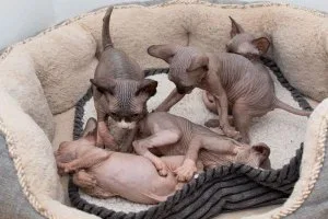 males and  females Sphynx kittens  available