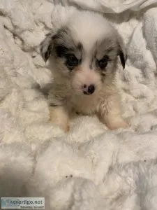 Merle corgis