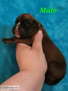 European Boxer Pups