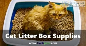 Why Cat Litter Accessories Are Required
