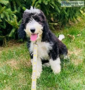 Katie sheepadoodle